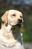 LABRADOR 1215